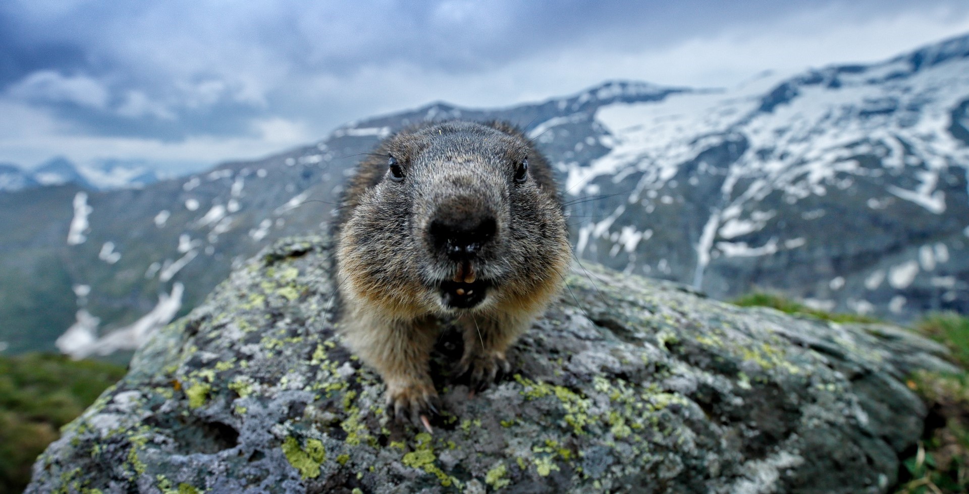 Marmot nas montanhas